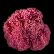A microscopic image of a pink berry bacterial aggregate.